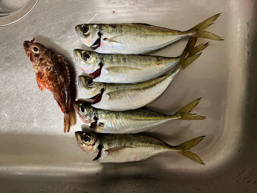 あるかぽーとで釣れたアジの釣り・釣果情報 - アングラーズ