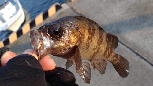 メバルの釣果