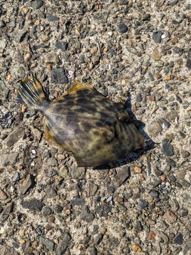 カワハギの釣果