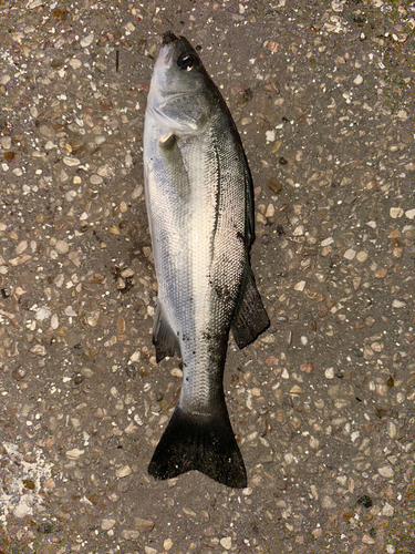 セイゴ（ヒラスズキ）の釣果