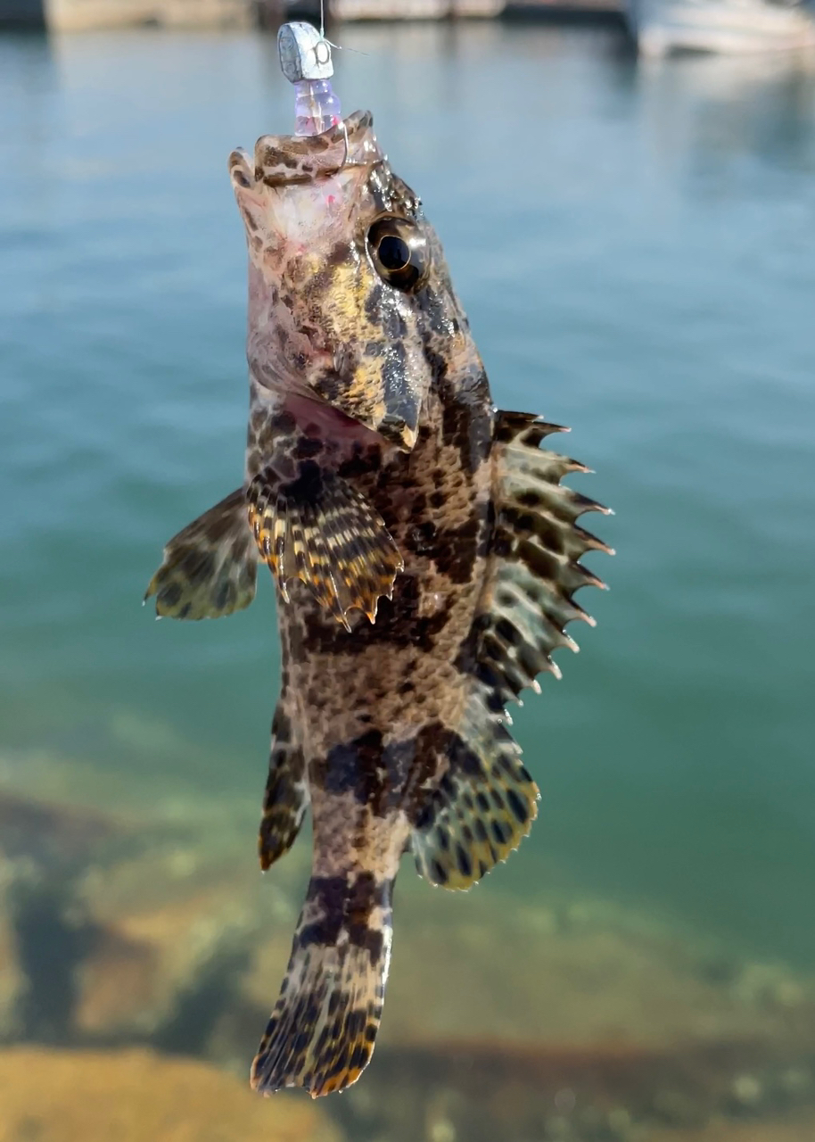 タケノコメバル