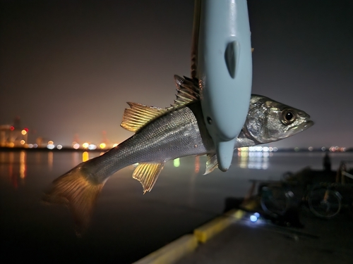 セイゴ（マルスズキ）の釣果