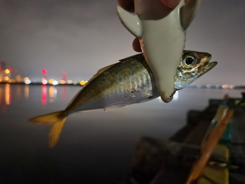 マアジの釣果