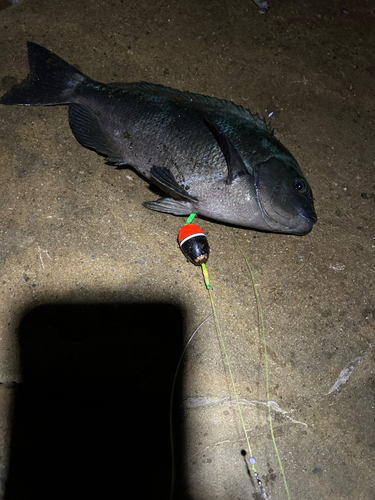 メジナの釣果