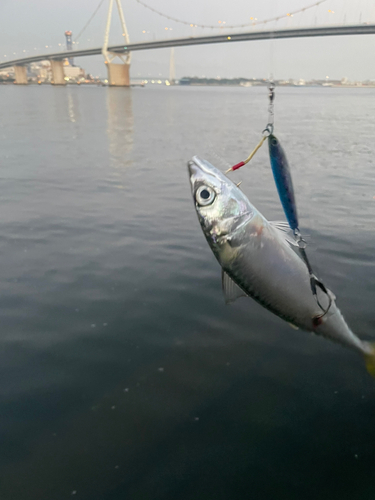 サバの釣果