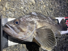 クロソイの釣果