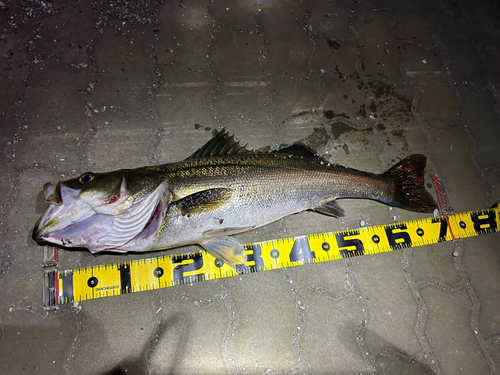 シーバスの釣果