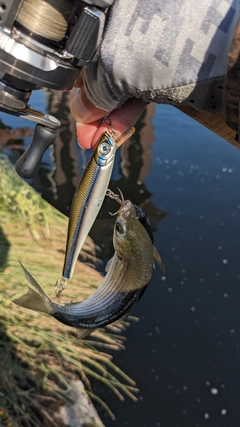 ボラの釣果