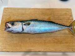 マサバの釣果