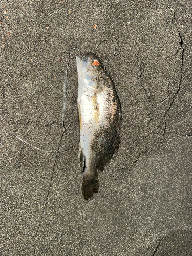 ニベの釣果