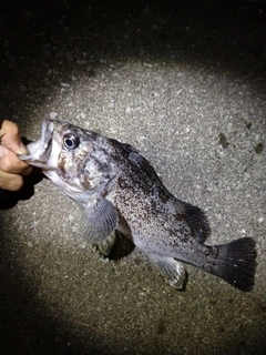 クロソイの釣果