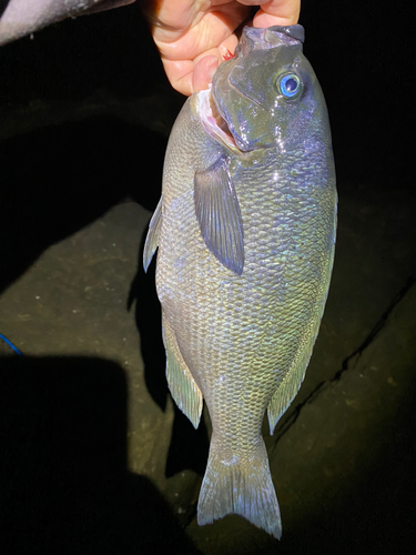 クチブトグレの釣果