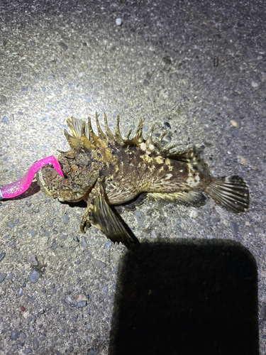 オニオコゼの釣果