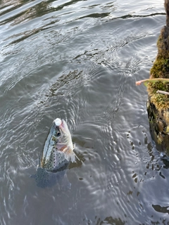 ニジマスの釣果