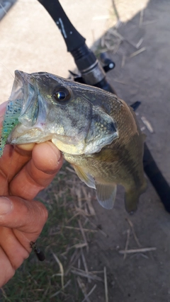 ラージマウスバスの釣果