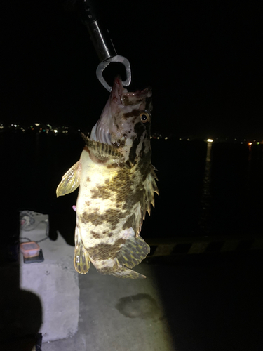 ベッコウゾイの釣果