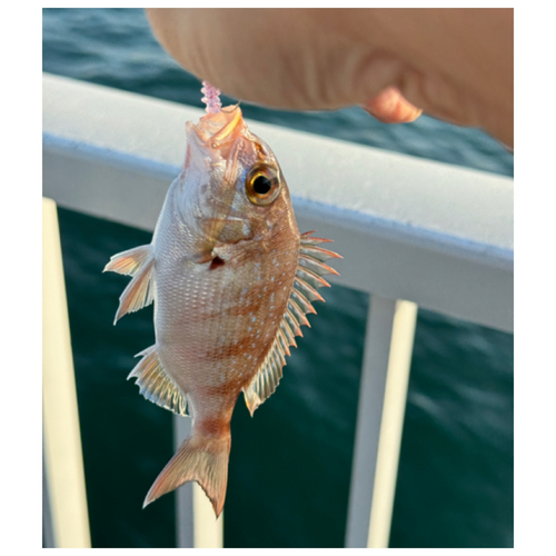 マダイの釣果