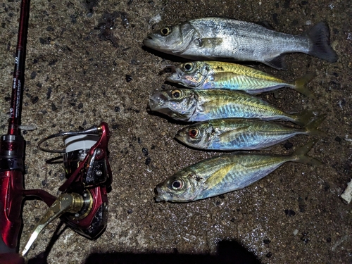 ヒラスズキの釣果