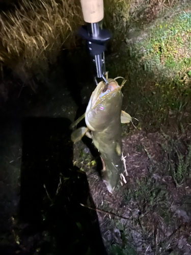 ニホンナマズの釣果