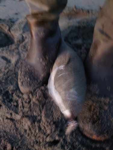 ヤズの釣果