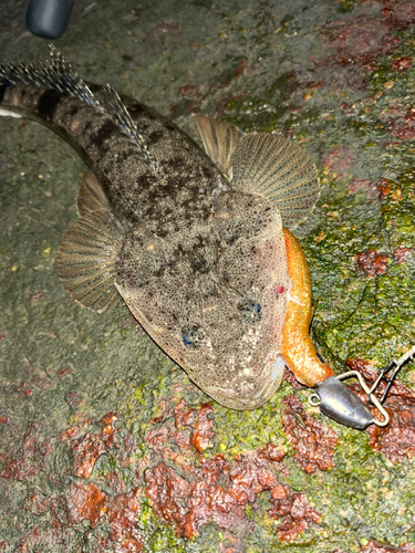 マゴチの釣果