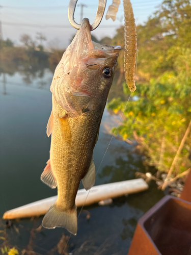 ラージマウスバスの釣果