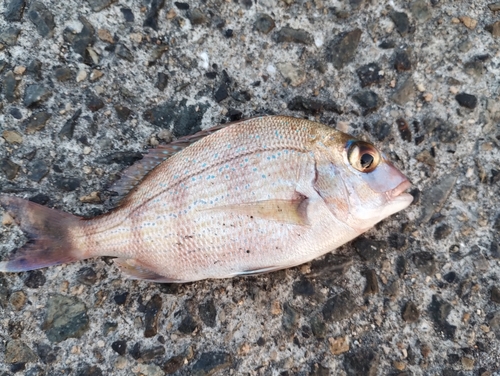 タイの釣果