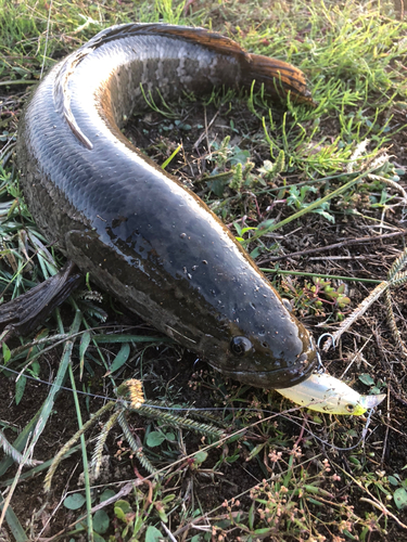 ライギョの釣果