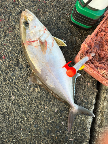 カンパチの釣果