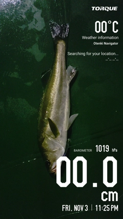 シーバスの釣果