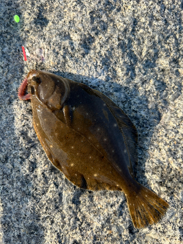 イシガレイの釣果