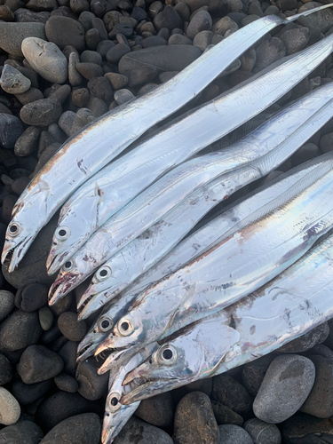 タチウオの釣果