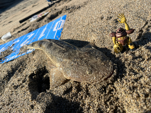 マゴチの釣果