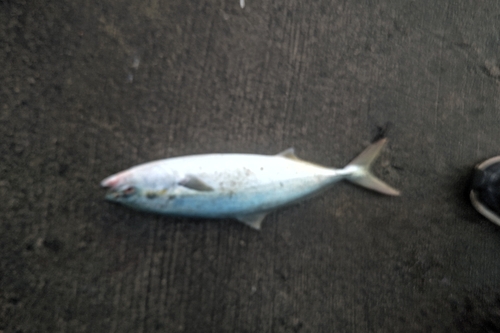 ツバスの釣果