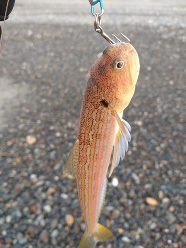 オキエソの釣果