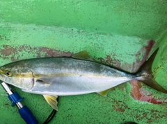 イナダの釣果