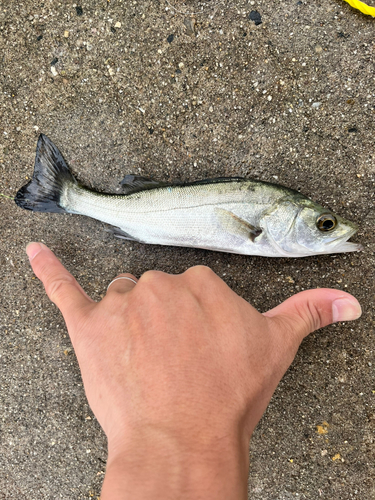 セイゴ（ヒラスズキ）の釣果