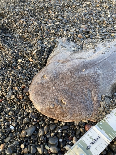 カスザメの釣果