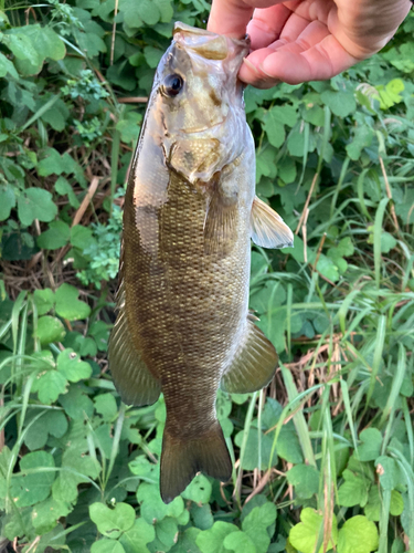 スモールマウスバスの釣果