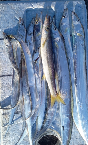 タチウオの釣果