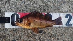 アカメバルの釣果