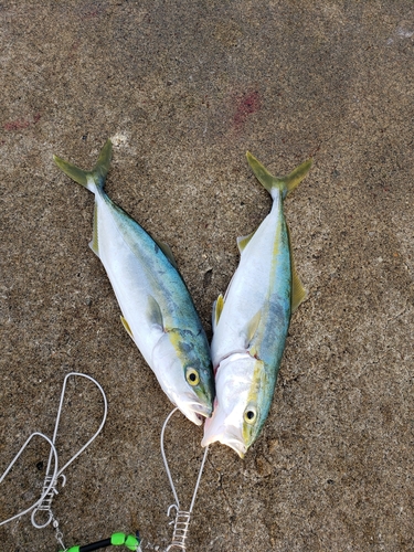 イナダの釣果