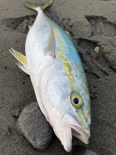 イナダの釣果