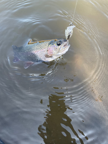 ニジマスの釣果