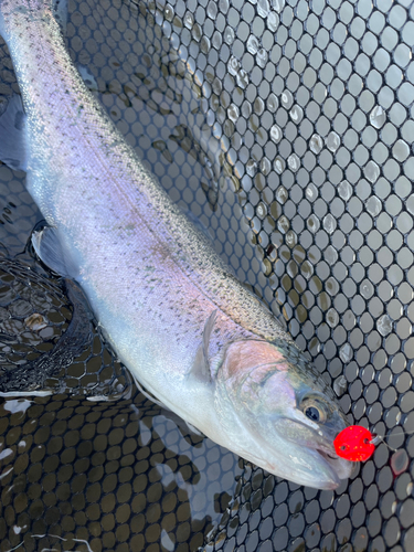 ニジマスの釣果