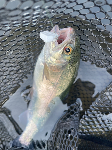 ニジマスの釣果