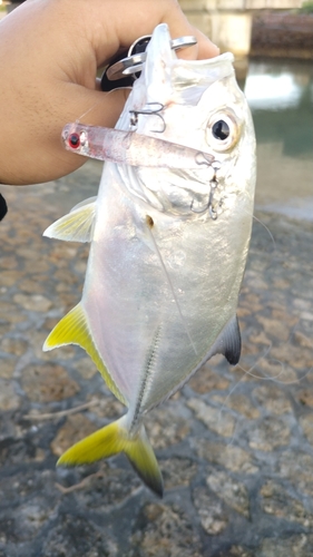 ギンガメアジの釣果