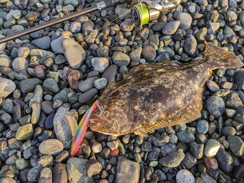 ソゲの釣果