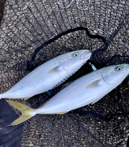 ツバイソの釣果