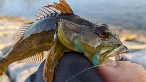 アナハゼの釣果